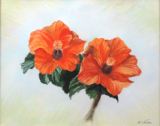 50 - Mary Vivian - Hibiscus - Watercolour.jpg
